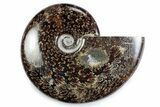 Polished Ammonite (Cleoniceras) Fossil - Madagascar #365031-1